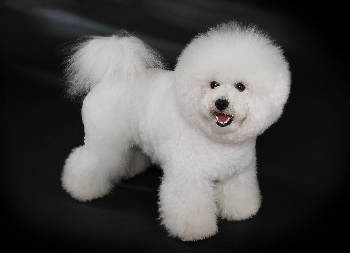 Bichon Frise -  French Vanilla