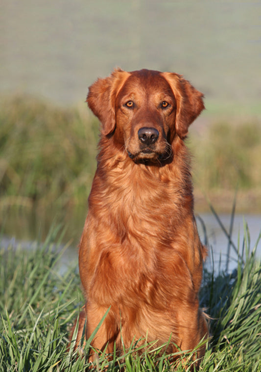 Golden Retriever - Cinnamon Hazelnut