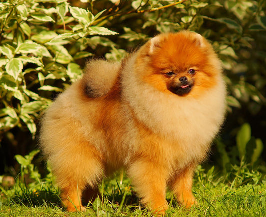 Pomeranian - Pumpkin Spice