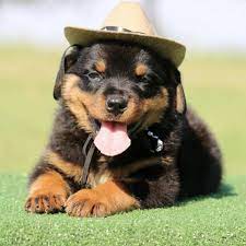 Rottweiler - Cowboy Blend